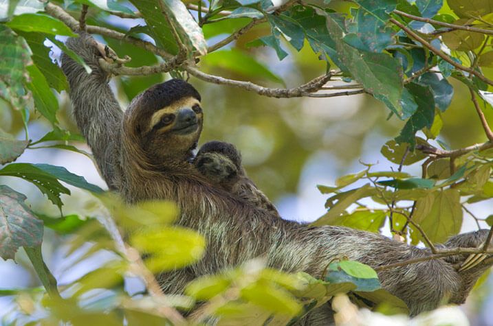 Adopt a Sloth