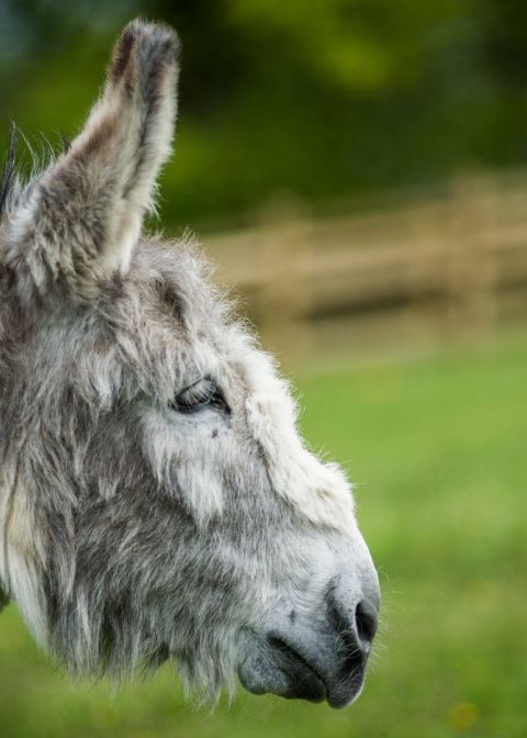 Adopt Ashley from the Donkey Sanctuary