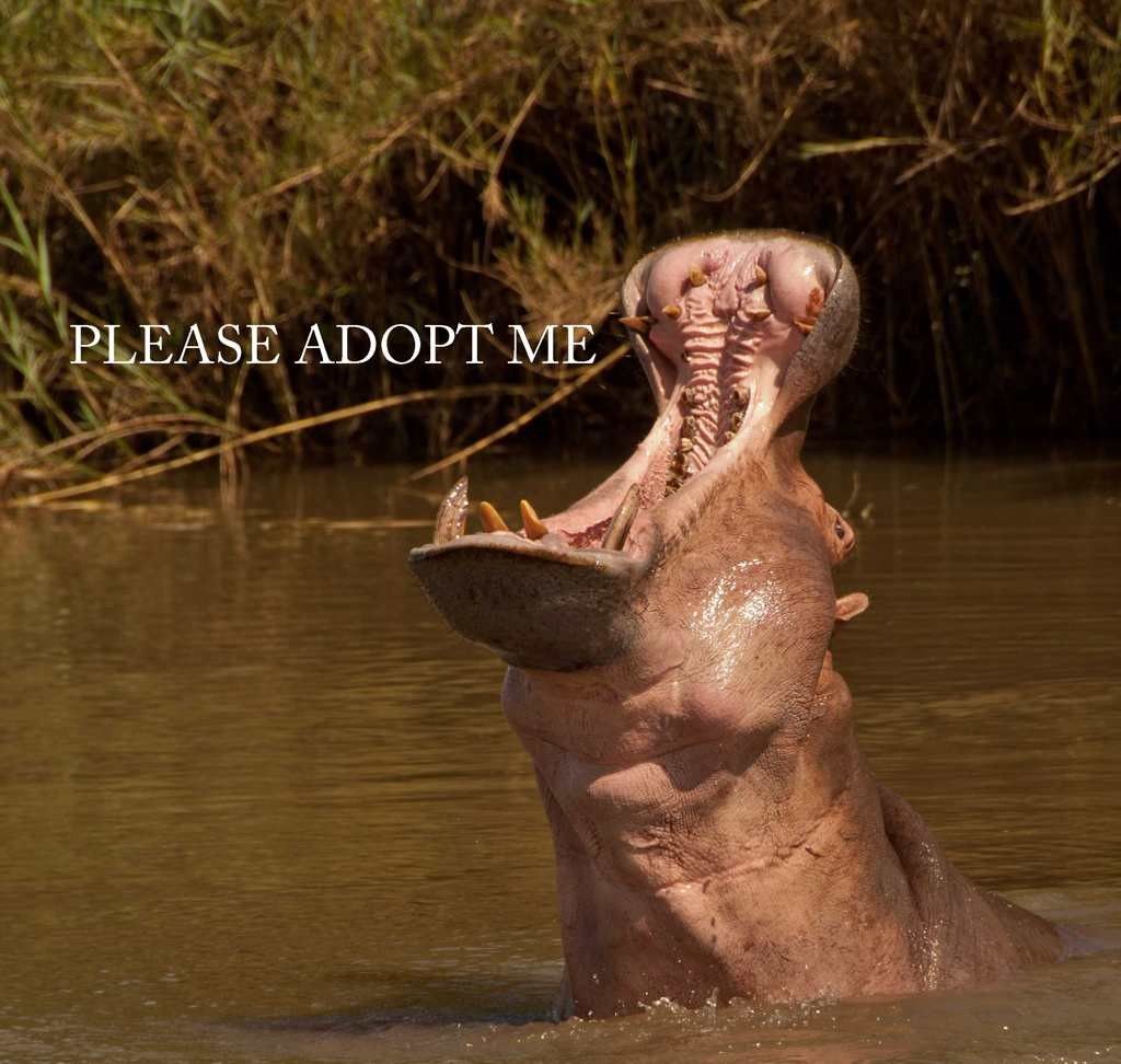 Adopt a Hippo from the Turgwe Hippo Trust