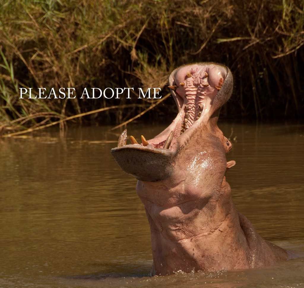 Adopt a Hippo