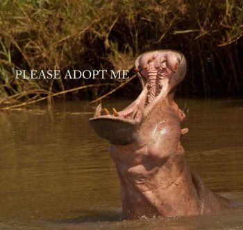 Adopt a Hippo