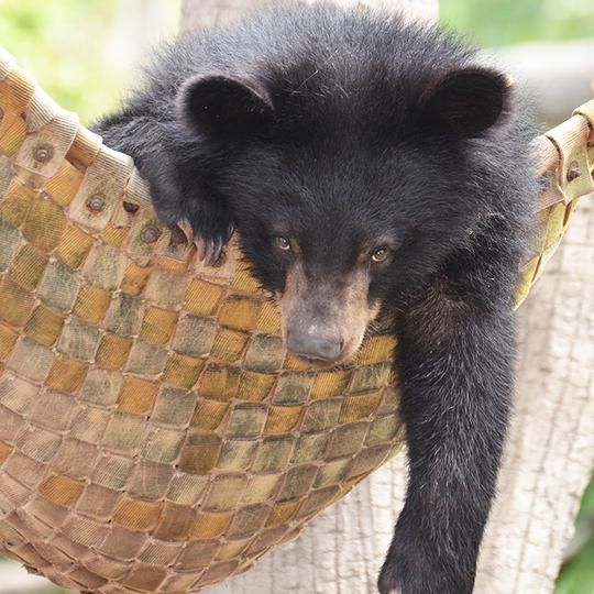 Give the bears a bear hammock to chill out in