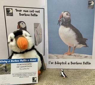 Adopt a puffin with the Alderney Wildlife Trust