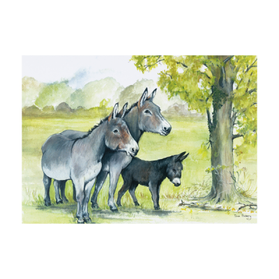 The Donkey Sanctuary Shop has a range of greeting cards