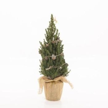 Mini Potted Christmas Tree from Tree2mydoor.com