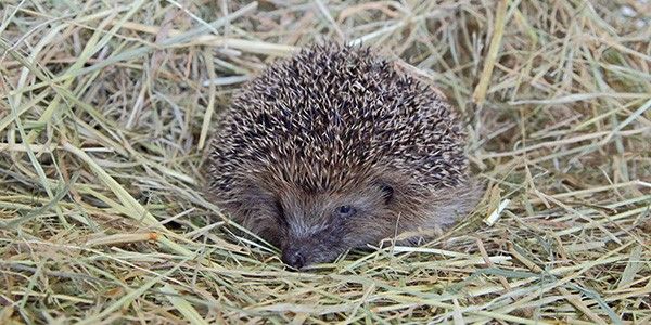 There's advice for helping wildlife in winter