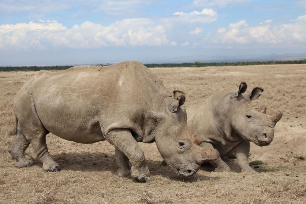 Adopt a Northern White Rhino from Helping Rhinos