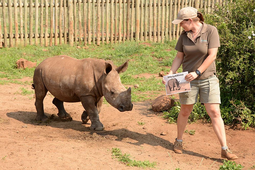 Adopt a rhino orphan