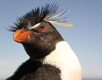 Adopt a penguin from Falklands Conservation