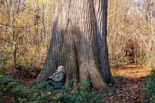 Try forest bathing in Kent