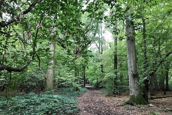 There's Forest Bathing and a Woodland Wellbeing Walk in Brighton