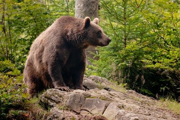 There's a Four Night Bear Tracking Adventure in Romania