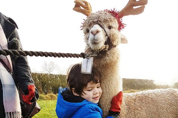 What about an alpaca experience?