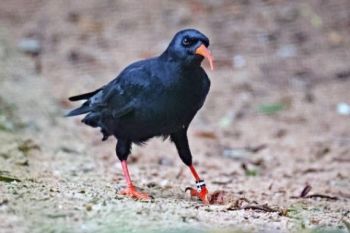 You could make a donation to help the Wildwood Trust restore the Chough to Kent