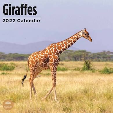 Give a giraffe calendar for 2022, to stretch your present throughout the year!