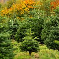 Find out how to recycle your Christmas tree with tips from Tree2mydoor.com