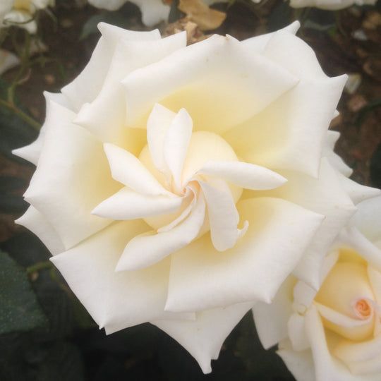 This At Peace Rose Bush Gift is available from Tree2mydoor.com