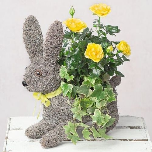 This Rabbit Planter is from Bunches and comes with a rose plant and ivy