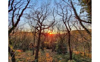 Support the Friends of Crich Chase and help protect ancient woodlands