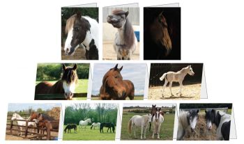 Help Pablos Horses Sanctuary in Leicestershire