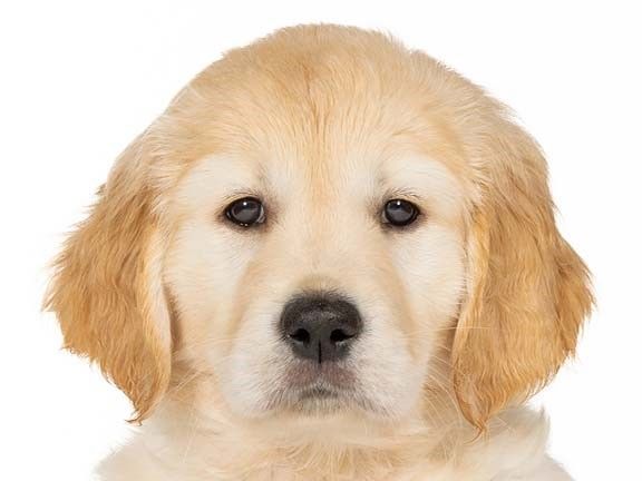 Sponsor a Guide Dog Puppy and change a life!