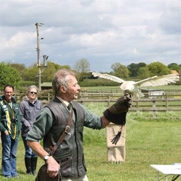 Fly off to see the Falconry experiences 