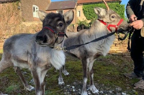EXCLUSIVE Feed the Reindeer for Two at Hobbledown Heath Hounslow