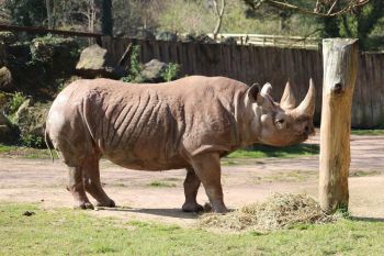 Exclusive Black Rhino Experience with Entry Ticket to Paignton Zoo
