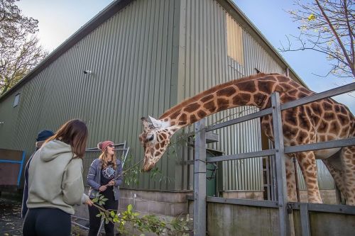 Meet and Feed the Giraffes with Entry Ticket to Paignton Zoo