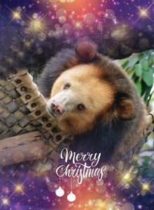 Each card is £6.00 and will help give the rescued bears all the care they need