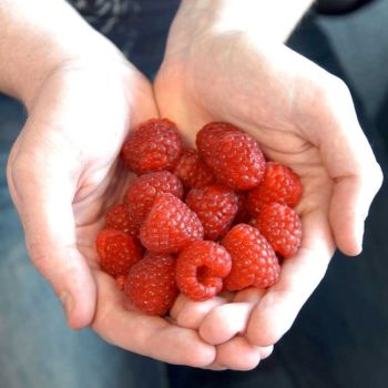 Give them the experience of growing their own! Give them the experience of growing their own!