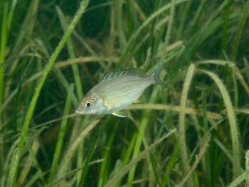 Sponsor a seagrass sea pod with the Hampshire and Isle of Wight Wildlife Trust