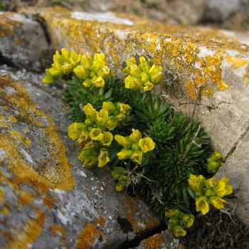 Adopt a flower, lichen or fungus from Plantlife
