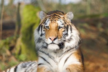 Take a prowl around the Big Cat Experiences available through Virgin Experience Days