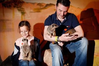 A meerkat experience? A meerkat experience?
