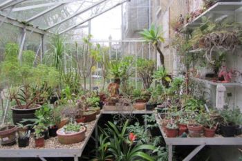 South London Botanical Institute with a Cream Tea and Private Tour for 2