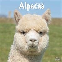 This Alpacas Calendar 2024 is available from the Calendar Club