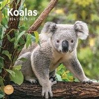 This gorgeous Koalas 2024 Calendar is available from the Calendar Club