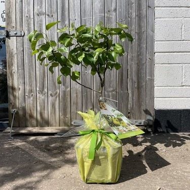 There's a Dwarf Pear Tree Gift