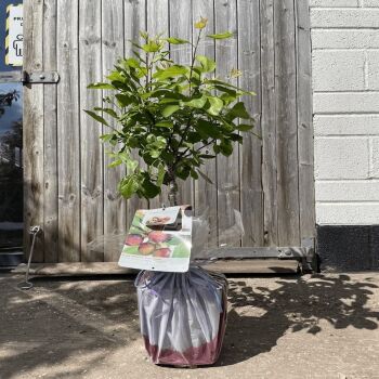 There's a Patio Victoria Plum Tree Gift