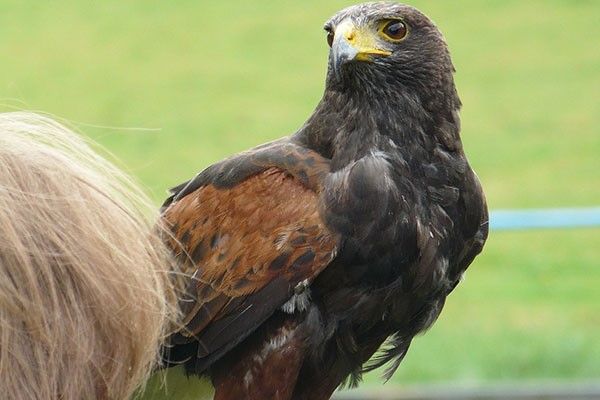 Fly off to see the Birds of Prey experience days avaible from BuyaGift.co.uk