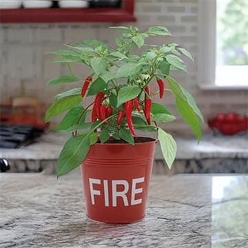 For garden lovers and those who like it hot, a Chilli Fire Bucket Grow Kit!