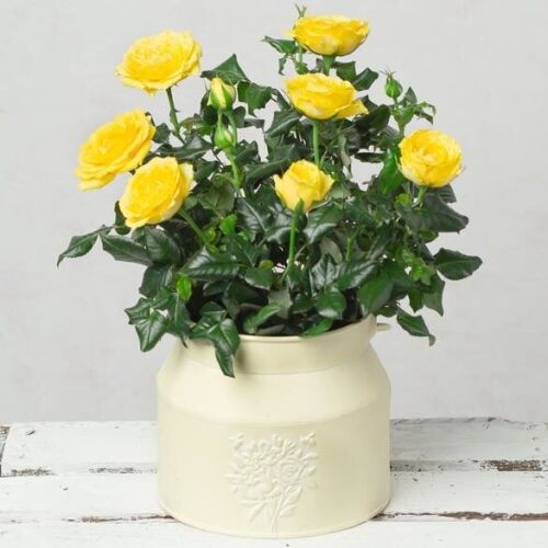 Give some colour with this Yellow Rose in Milk Churn Pot