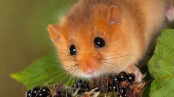 Find out more about the Woodland Trust's Endangered Wildlife Appeal