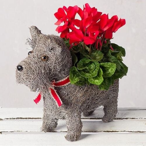There's a Cyclamen Dog Planter