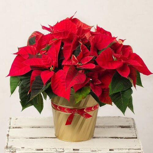 The Christmas Poinsettia will add colour to any room!