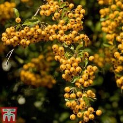 The Pyracantha Soleil d'Or also produces lots of small white flowers in summer