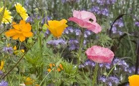 Why not give them a plant for pollinators such as bees and butterflies?