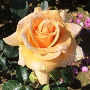 This beautiful Coral 35th Anniversary Rose Bush Gift is just gorgeous!