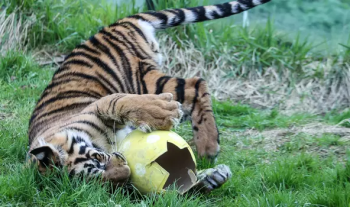 How about a Tiger Keeper Experience at London Zoo?